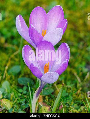 Crocus vernus 'Vanguard' im Klostergarten von Aberglasney Stockfoto