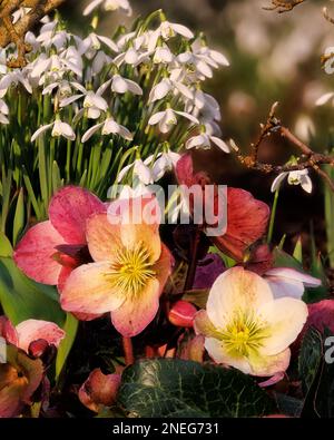 Helleborus x hybridus und Snowdrop (Galanthus nivalis) in Aberglasney Stockfoto