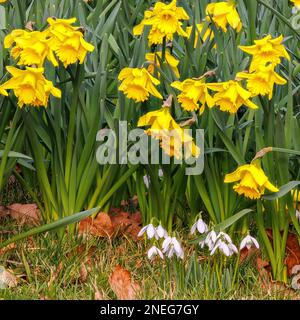 Narcissus Rijnvelds Frühgefühl mit gewöhnlichen Schneetropfen (Galanthus nivalis) in Aberglasney Stockfoto