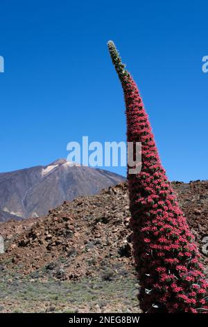 Nationalblume der kanarischen Inseln mit Teide im Hintergrund Stockfoto