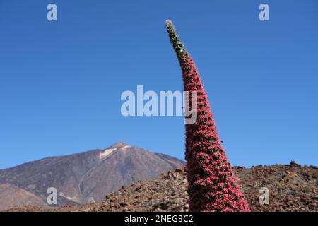 Nationalblume der kanarischen Inseln mit Teide im Hintergrund Stockfoto