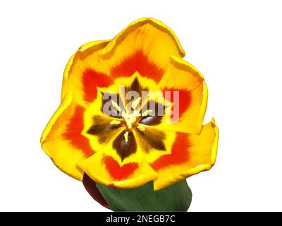 gelbe und rote Tulpe isoliert auf weiss Stockfoto