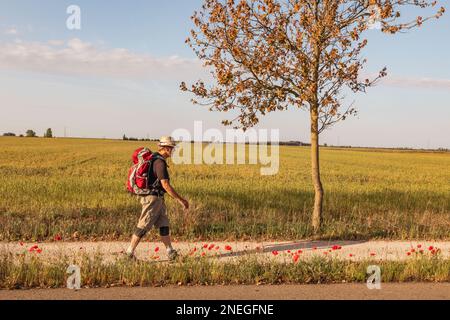 Ein einsamer Mann auf dem Camino nach Santiago de Compostela, entlang der Camino Frances in der Nähe von Calzada del Coto, Kastilien und Leon Spanien Stockfoto