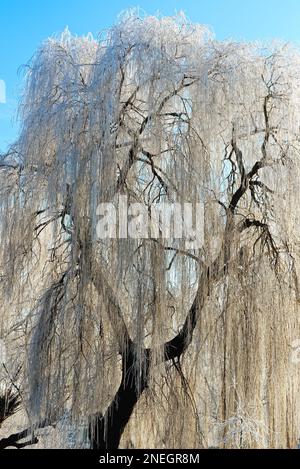 Das Flussufer von Shepperton an einem kalten, sonnigen Wintertag mit Bäumen und Vegetation bedeckt von Heiserfrost, Surrey, England Stockfoto