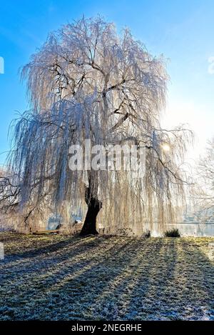 Das Flussufer von Shepperton an einem kalten, sonnigen Wintertag mit Bäumen und Vegetation bedeckt von Heiserfrost, Surrey, England Stockfoto