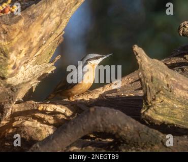 Nuthatchtaken bei Coate Water Stockfoto