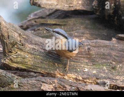 Nuthatchtaken bei Coate Water Stockfoto