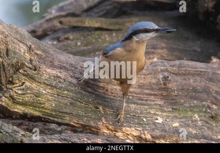 Nuthatchtaken bei Coate Water Stockfoto