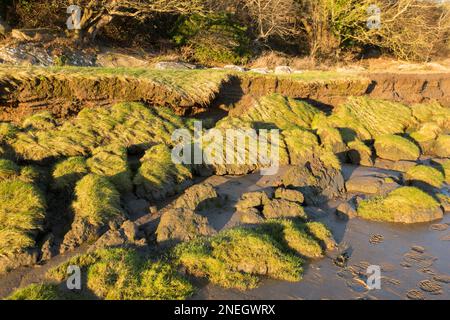 Erosion der Salzmarschen am Jenny Brown's Point in der Nähe des Dorfes Silverdale am Ufer der Morecambe Bay. Morecambe Bay ist bekannt für seine Sonnenuntergänge, Stockfoto