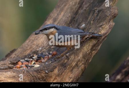 Nuthatchtaken bei Coate Water Stockfoto