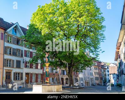 Biel, Schweiz - April 16. 2022: Wunderschöner grüner Baum im historischen Stadtzentrum. Stockfoto