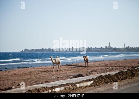 Kamele im wilden afrika, Wildtiere im Roten Meer Stockfoto