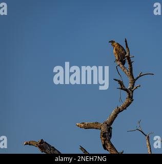 Geier auf einem toten Baum (Kruger-Nationalpark, Südafrika) Stockfoto