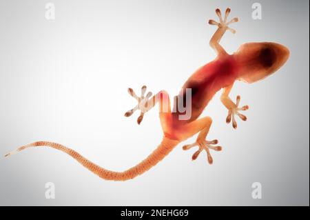 gekko vom Bauch aus gesehen, scheint durchsichtig zu sein Stockfoto