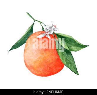Äste einer Orange mit grünen Blättern, Blumen auf einem isolierten weißen Hintergrund, Aquarelle Illustration, Zitrusfruchtsammlung, orange, botanisch Stockfoto