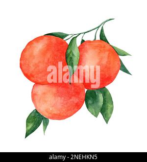 Äste einer Orange mit grünen Blättern, Blumen auf einem isolierten weißen Hintergrund, Aquarelle Illustration, Zitrusfruchtsammlung, orange, botanisch Stockfoto