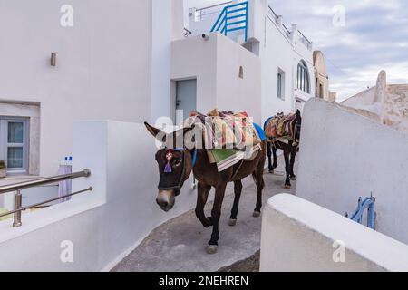 Esel mit Baumaterial, Santorini Stockfoto