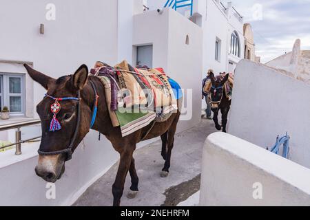 Esel mit Baumaterial, Santorini Stockfoto