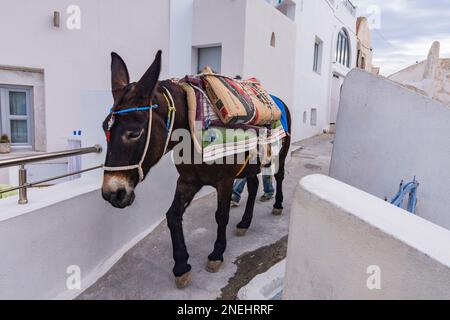 Esel mit Baumaterial, Santorini Stockfoto