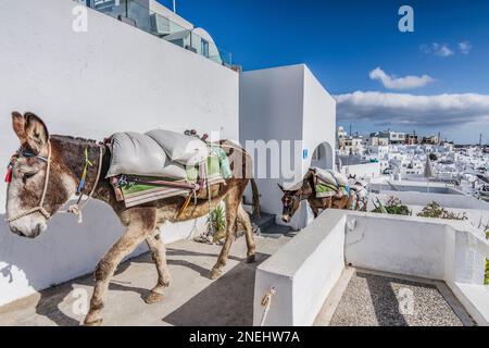 Esel mit Baumaterial, Santorini Stockfoto