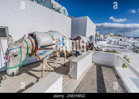 Esel mit Baumaterial, Santorini Stockfoto