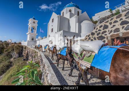 Esel laufen in einer Reihe im Dorf Imerovigli, Santorin Stockfoto