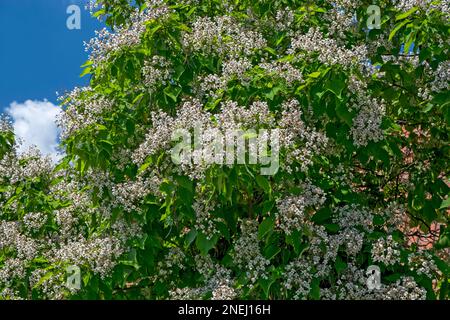 Ein wunderschöner Katalpa-Ovata-Baum in voller Blüte und ein blauer Himmel darüber. Stockfoto