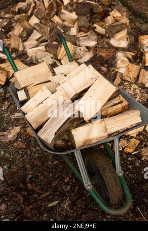 Stämme in einer Schubkarre, die mit einer Axt geteilt wurden und in einem holzladen zum Trocknen im Sommer als Brennstoff für einen Holzofen gelagert werden. Ger Stockfoto