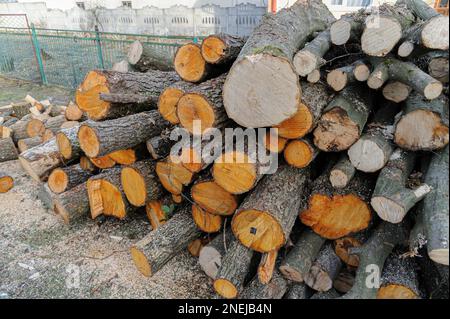 Lemberg, Ukraine. 16. Februar 2023. Stämme von ungeschnittenem Holz, die gestapelt sind. Die Menschen sammeln Brennholz, um im Winter zu überleben, während Russland die Energieinfrastruktur angreift. Russland marschierte am 24. Februar 2022 in die Ukraine ein und löste den größten militärischen Angriff in Europa seit dem Zweiten Weltkrieg aus (Foto: Mykola Tys/SOPA Images/Sipa USA). Kredit: SIPA USA/Alamy Live News Stockfoto