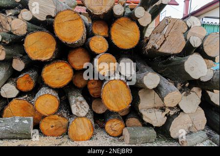 Lemberg, Ukraine. 16. Februar 2023. Stämme von ungeschnittenem Holz, die gestapelt sind. Die Menschen sammeln Brennholz, um im Winter zu überleben, während Russland die Energieinfrastruktur angreift. Russland marschierte am 24. Februar 2022 in die Ukraine ein und löste den größten militärischen Angriff in Europa seit dem Zweiten Weltkrieg aus (Foto: Mykola Tys/SOPA Images/Sipa USA). Kredit: SIPA USA/Alamy Live News Stockfoto