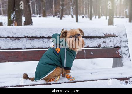 Der Hund der Brüsseler Greifbrut sitzt im Winter in Jacke und Stiefeln auf einer Bank Stockfoto