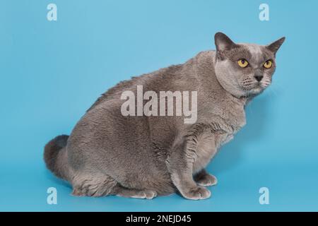 Graue fette Katze der amerikanischen burmesischen Rasse auf blauem Hintergrund, Seitenansicht Stockfoto