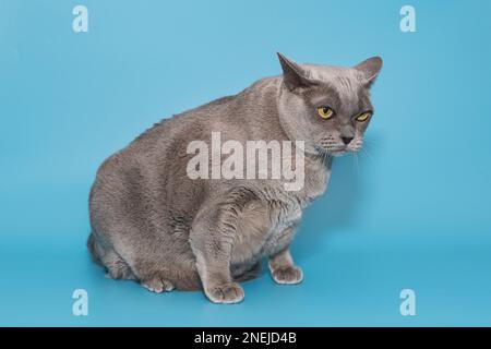 Graue fette Katze der amerikanischen burmesischen Rasse auf blauem Hintergrund, Seitenansicht Stockfoto