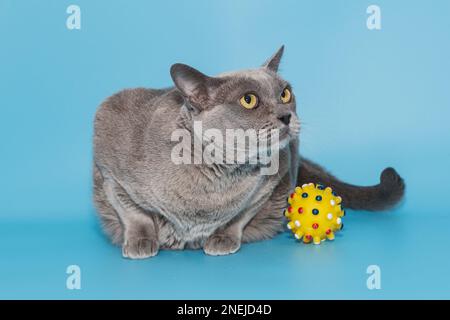 Graue Fettkatze der amerikanischen burmesischen Rasse auf blauem Hintergrund Stockfoto