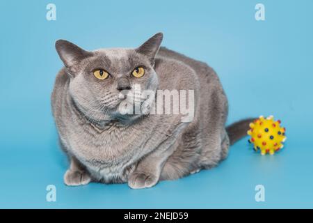 Graue Fettkatze der amerikanischen burmesischen Rasse auf blauem Hintergrund Stockfoto