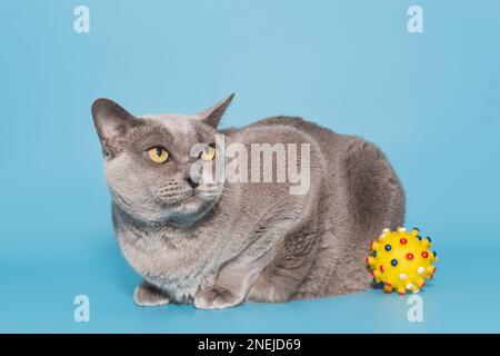 Graue Fettkatze der amerikanischen burmesischen Rasse auf blauem Hintergrund Stockfoto