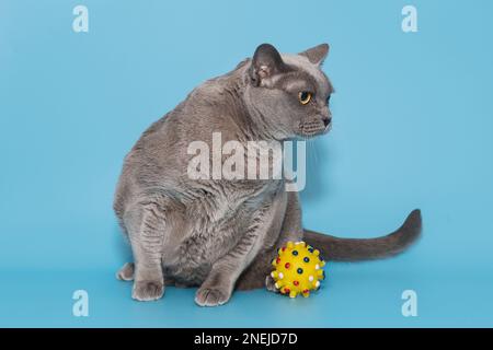 Graue Fettkatze der amerikanischen burmesischen Rasse auf blauem Hintergrund Stockfoto