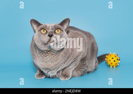 Graue Fettkatze der amerikanischen burmesischen Rasse auf blauem Hintergrund Stockfoto