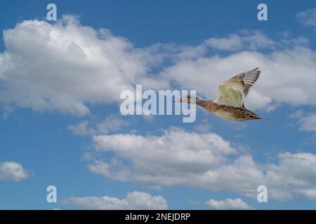 Nahaufnahme einer fliegenden weiblichen Stockente, Anas platyrhynchos, vor blauem Himmel und hellgrauen Cumuluswolken, die von rechts nach links fliegen Stockfoto