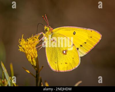 Dieser leuchtend gelbe Orangenschwefel schmeckt auf einer einheimischen Wildblume in diesem Wald in Colorado. Stockfoto