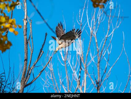 Dieser wunderschöne Rotschwanz-Falke wird fotografiert, wenn er von seinem Sitz in einem Baum in einem Colorado-Wald abhebt. Stockfoto