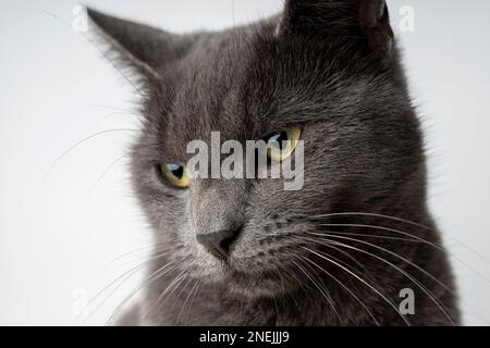 Eine graue Katze mit gelben Augen sitzt auf dem Tisch. Wunderschöne britische Katze auf weißem Hintergrund. Verspielte Nahaufnahme des Tieres. Stockfoto