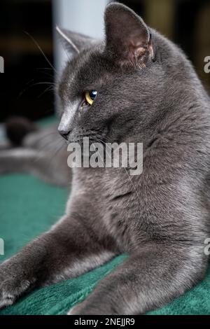 Faule britische graue Kurzhaarkatze, die auf einem grünen Sofa in einer Wohnung schläft. Stockfoto