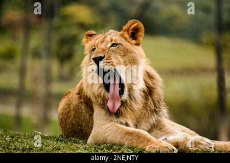 Löwenfoto - junger männlicher Löwe gähnt mit seiner langen Zunge. Von Gunther Allen Bild bearbeiten Bild löschen Bild hochladen Neues Bild ZURÜCK | WEITER Stockfoto