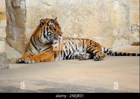 Der wütende Tiger brüllt eine Warnung aus. Stockfoto