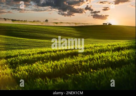 Sonnenuntergang, der Traktor fährt durch die grünen Felder, hinter ihm kommen Staubwolken zurück. Stockfoto