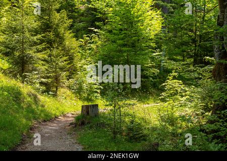 Weg durch den Wald, der von Sonnenlicht überflutet wird Stockfoto