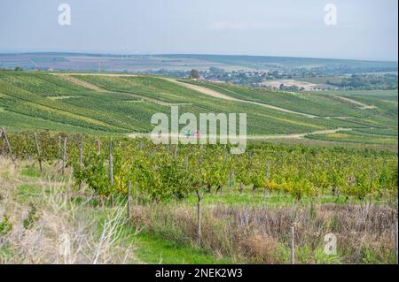 Weinberg mit Traktor auf einem landwirtschaftlichen Pfad, Weintrauben ernten, Erntesaison, mainz zornheim Stockfoto
