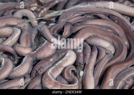 Pazifischer Hagfisch „Eptatretus stoutii“, auch Schleimaal genannt, in Meerwasser, das lebend für den menschlichen Verzehr nach Südkorea exportiert. Stockfoto