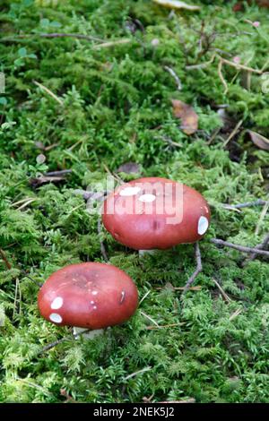 Ein vertikaler Schuss Russula-Pilze mit roten Mützen zwischen grünen Blättern in einem Wald Stockfoto